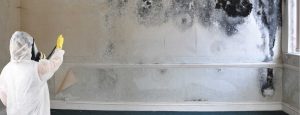 Black Mould Removal Services
