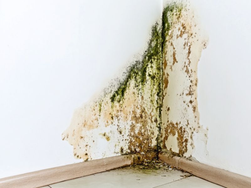 Green Mould 1