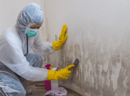 Mould Remediation