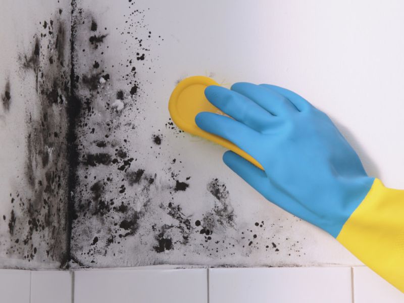 Mould Removal Services