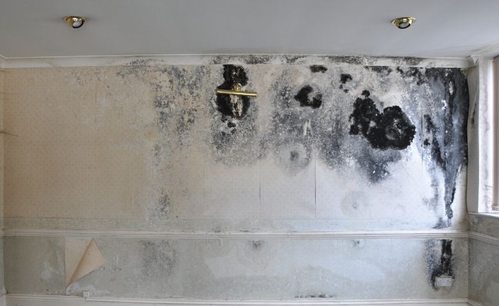 North West Clean Team's comprehensive mould removal process