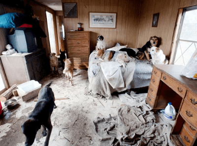 severe hoarding animal waste and structural damage